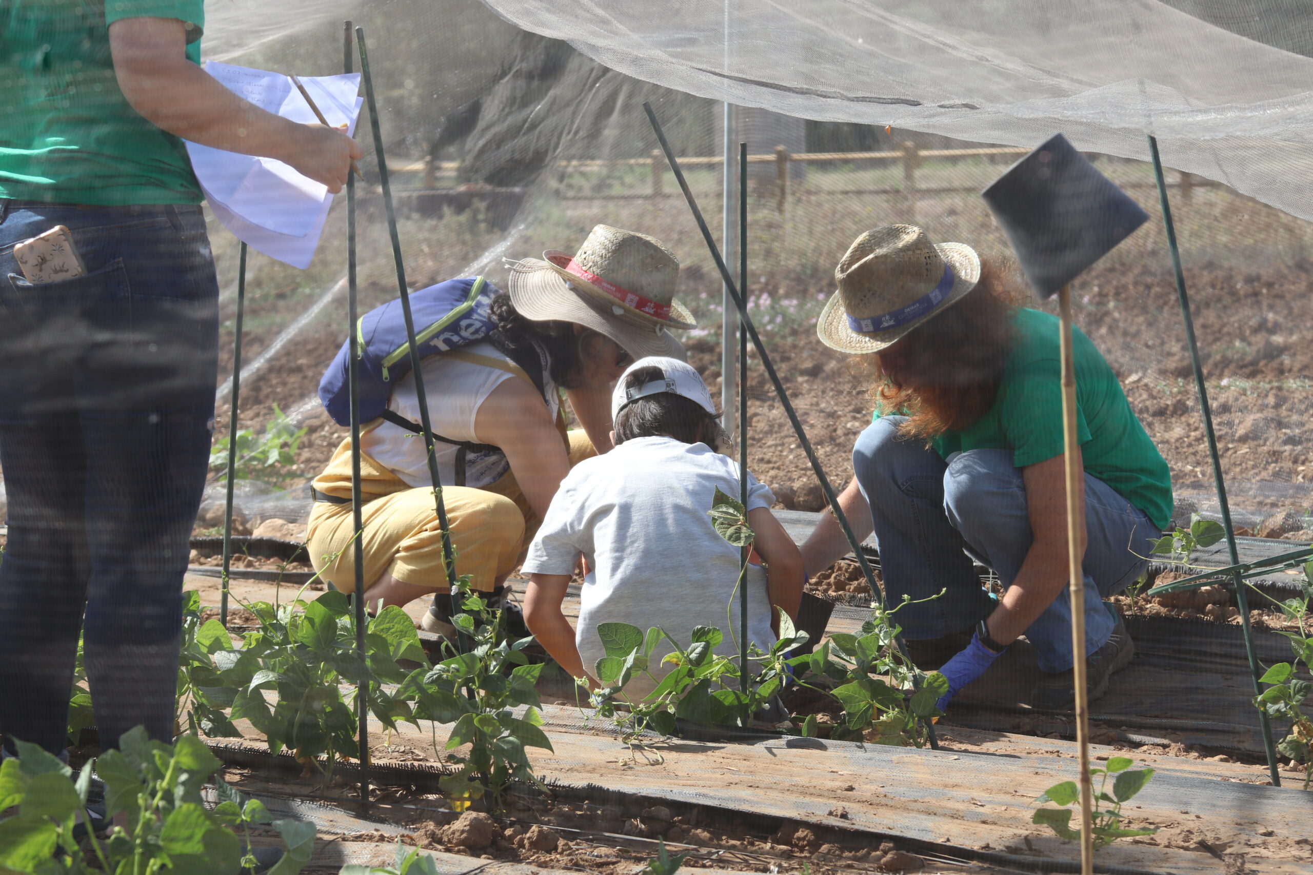 Oeiras Experimenta: climate-smart crops for sustainable food production