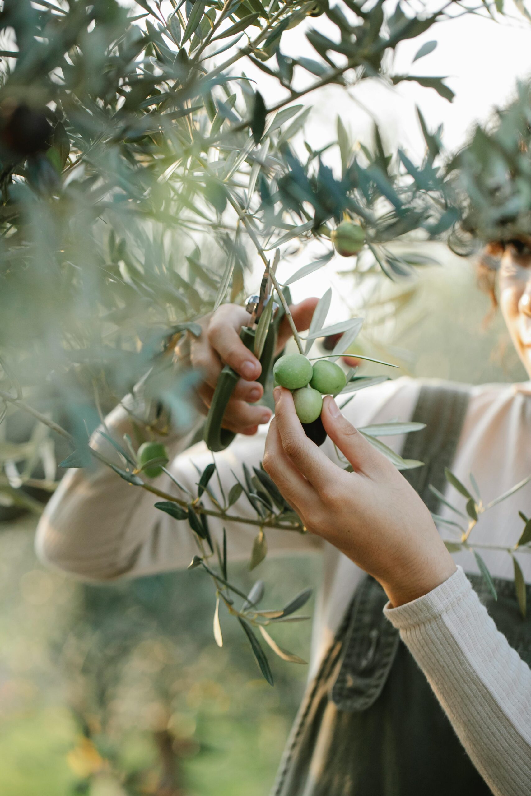 Citizens for Sustainable Olive Oil Production (SOLIVEO)